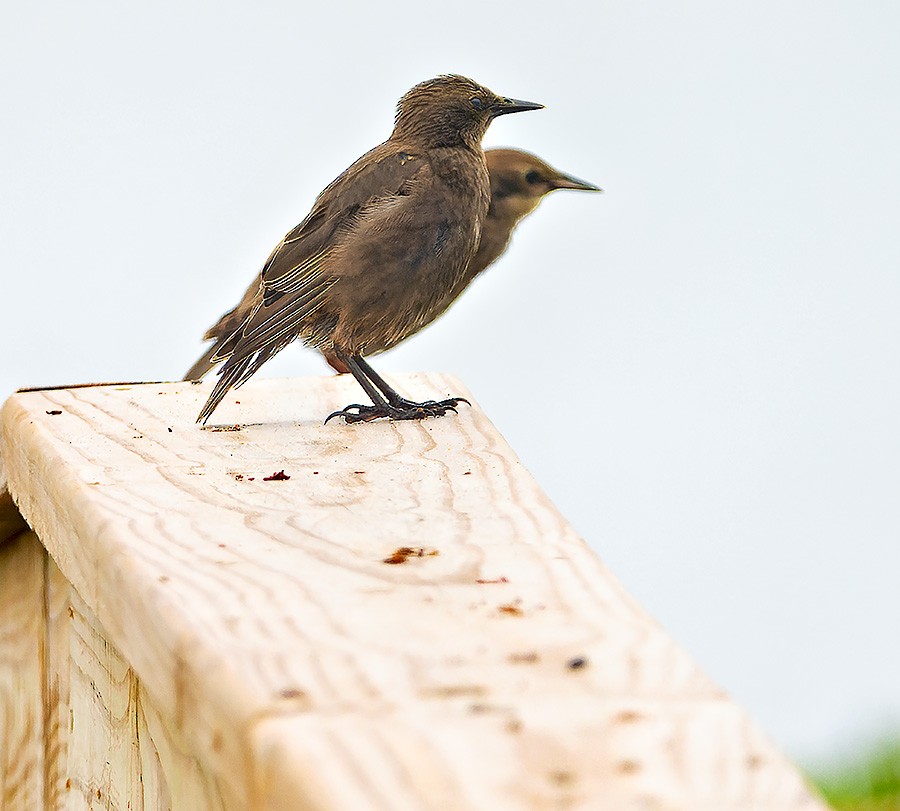 European Starling - ML639078625