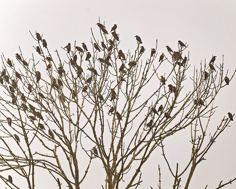 European Starling - ML639078626