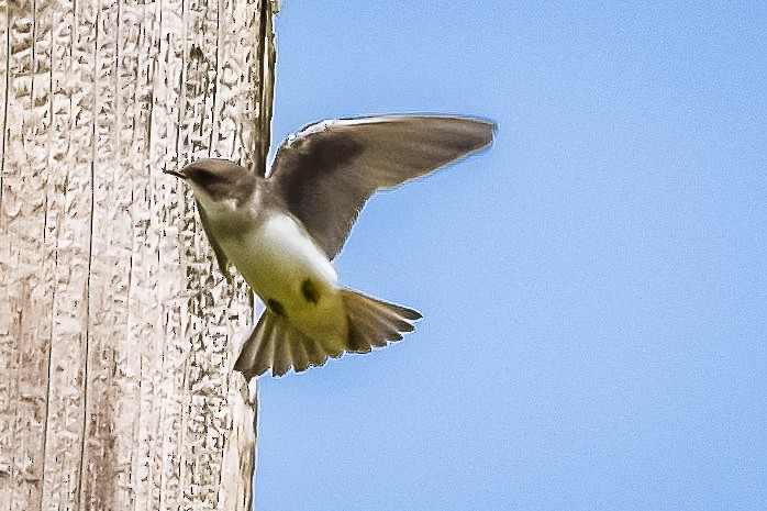 Bank Swallow - ML639078630