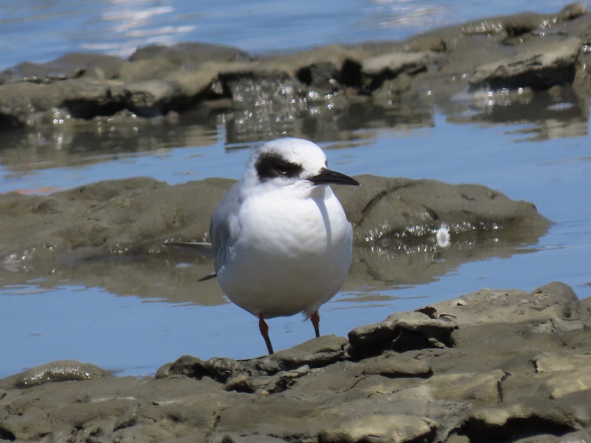 Forster's Tern - ML639078691