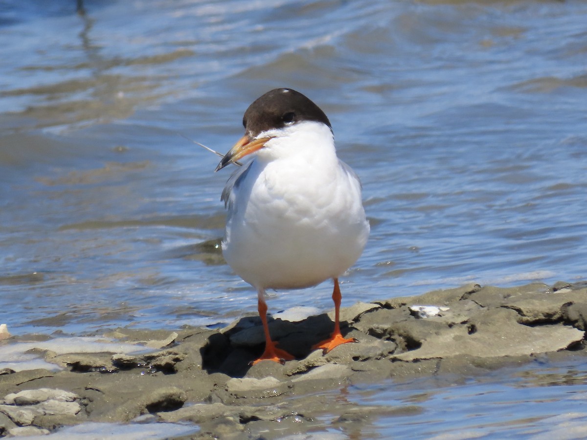 Forster's Tern - ML639078692