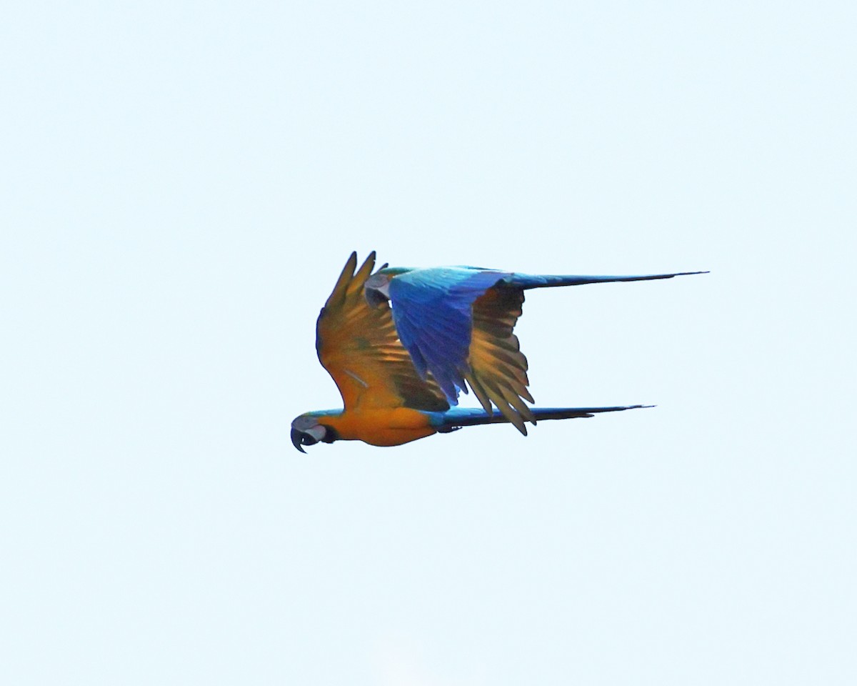 Guacamayo Azuliamarillo - ML639078700