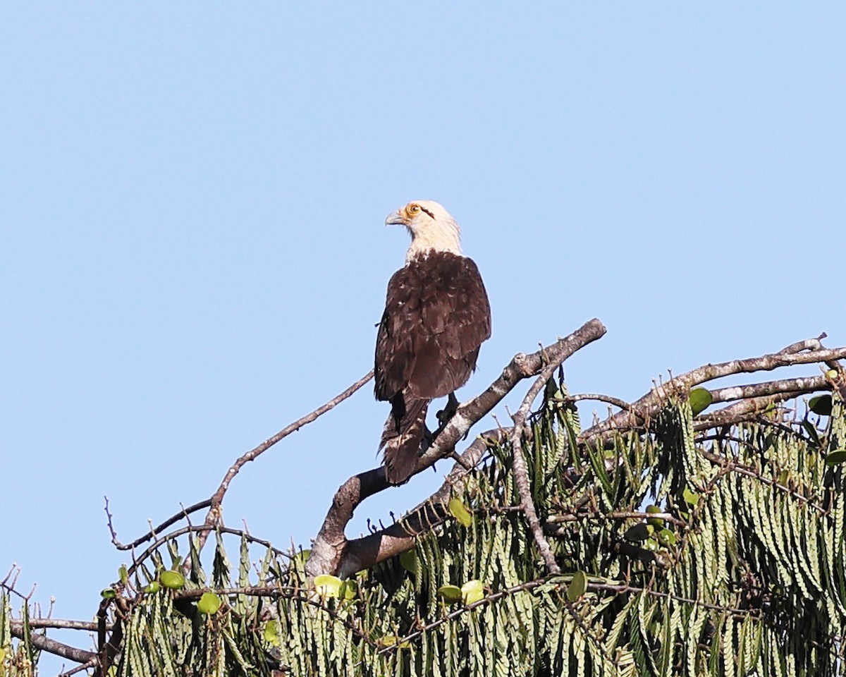 Caracara Chimachima - ML639078711