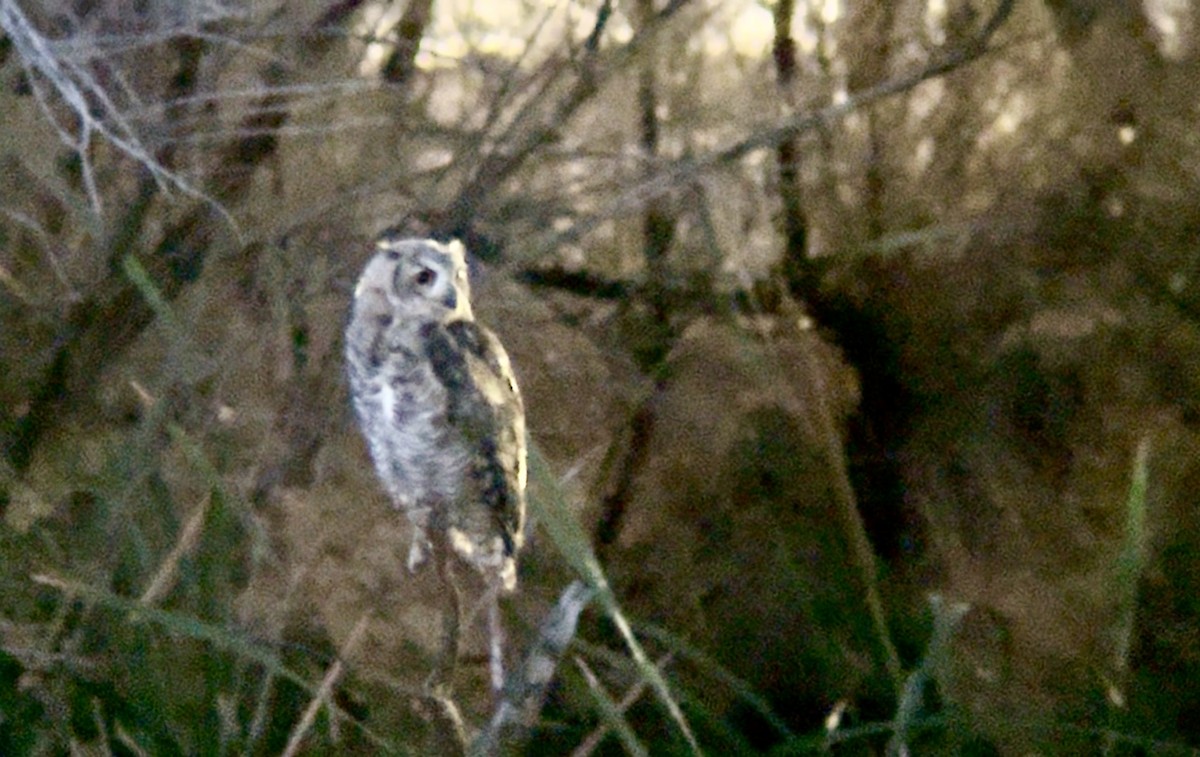 Great Horned Owl - ML639078718