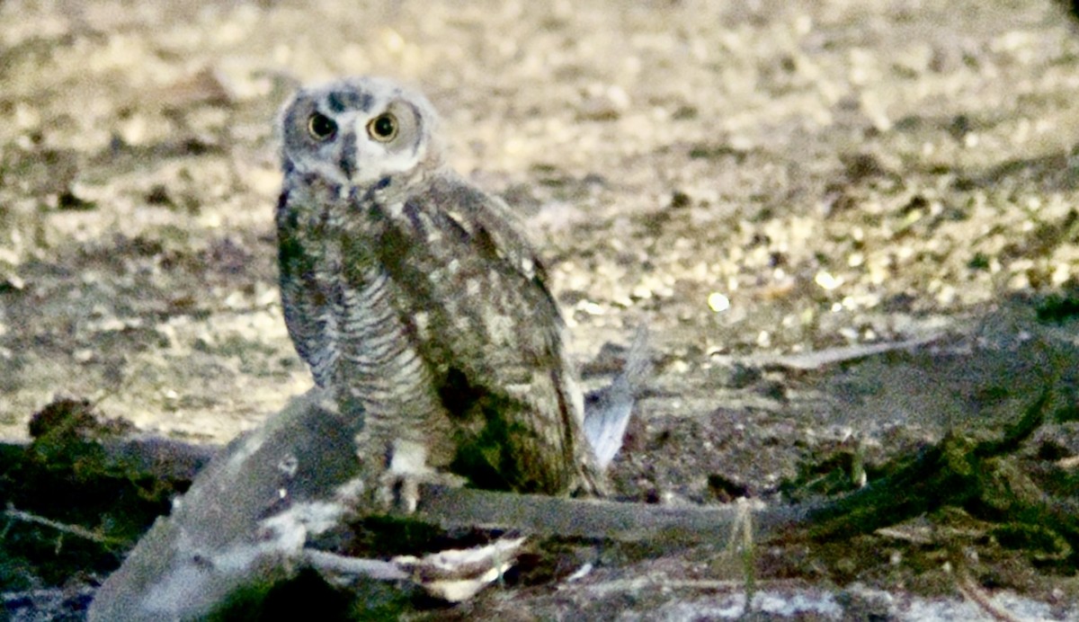 Great Horned Owl - ML639078719