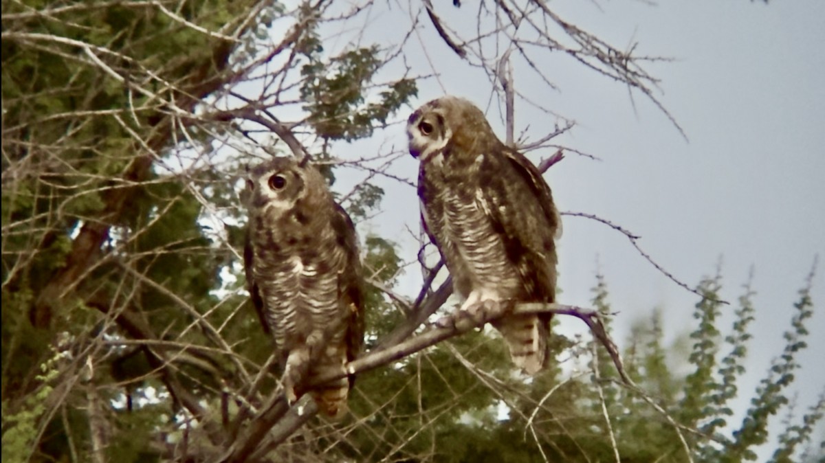 Great Horned Owl - ML639078729