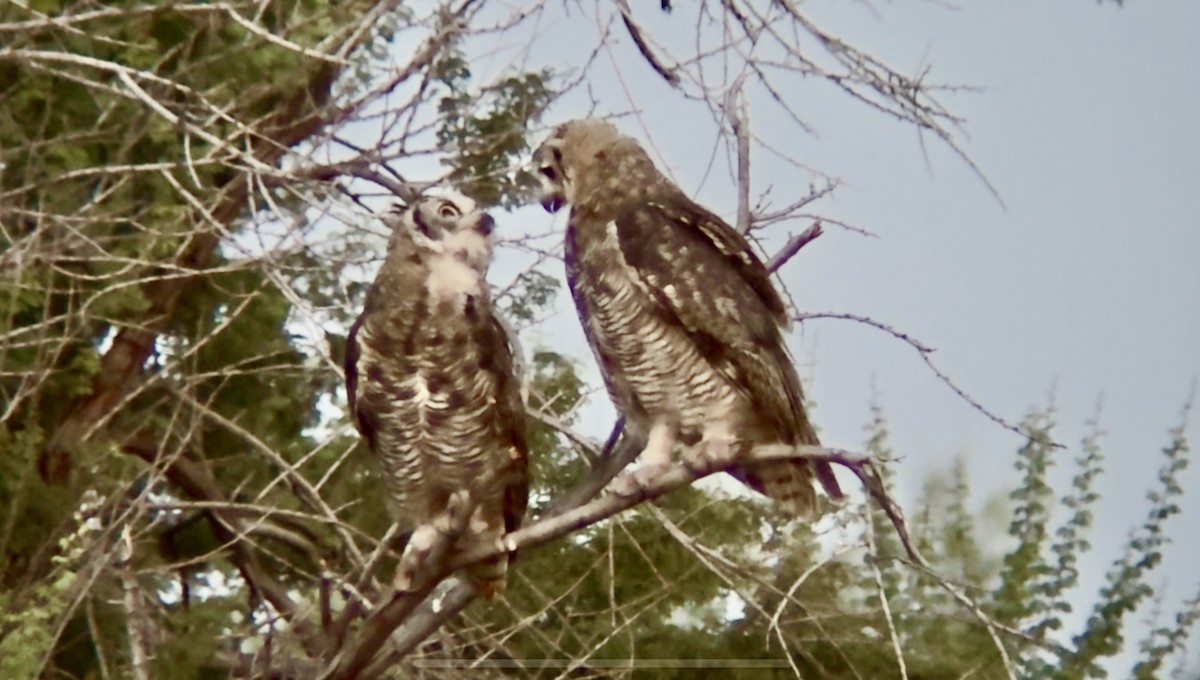 Great Horned Owl - ML639078730