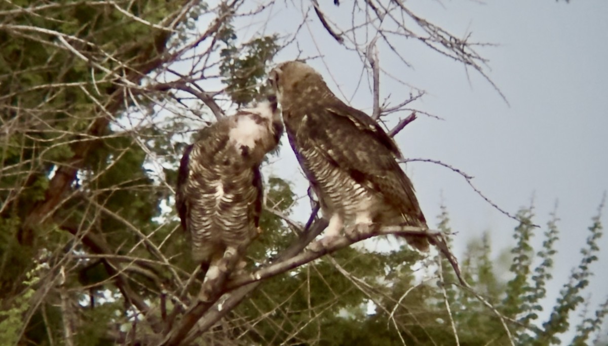 Great Horned Owl - ML639078731