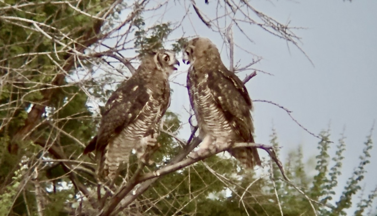 Great Horned Owl - ML639078732