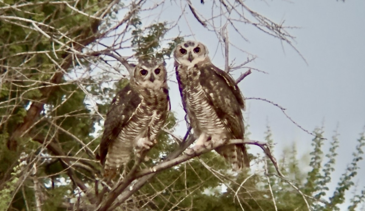 Great Horned Owl - ML639078733