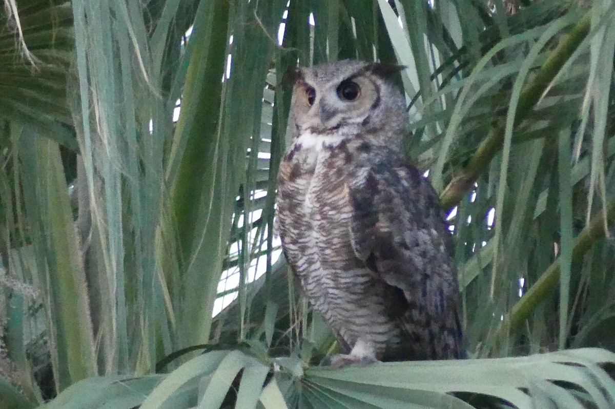 Great Horned Owl - ML639078741