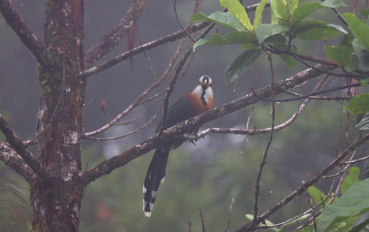 Scale-feathered Malkoha - ML639078745