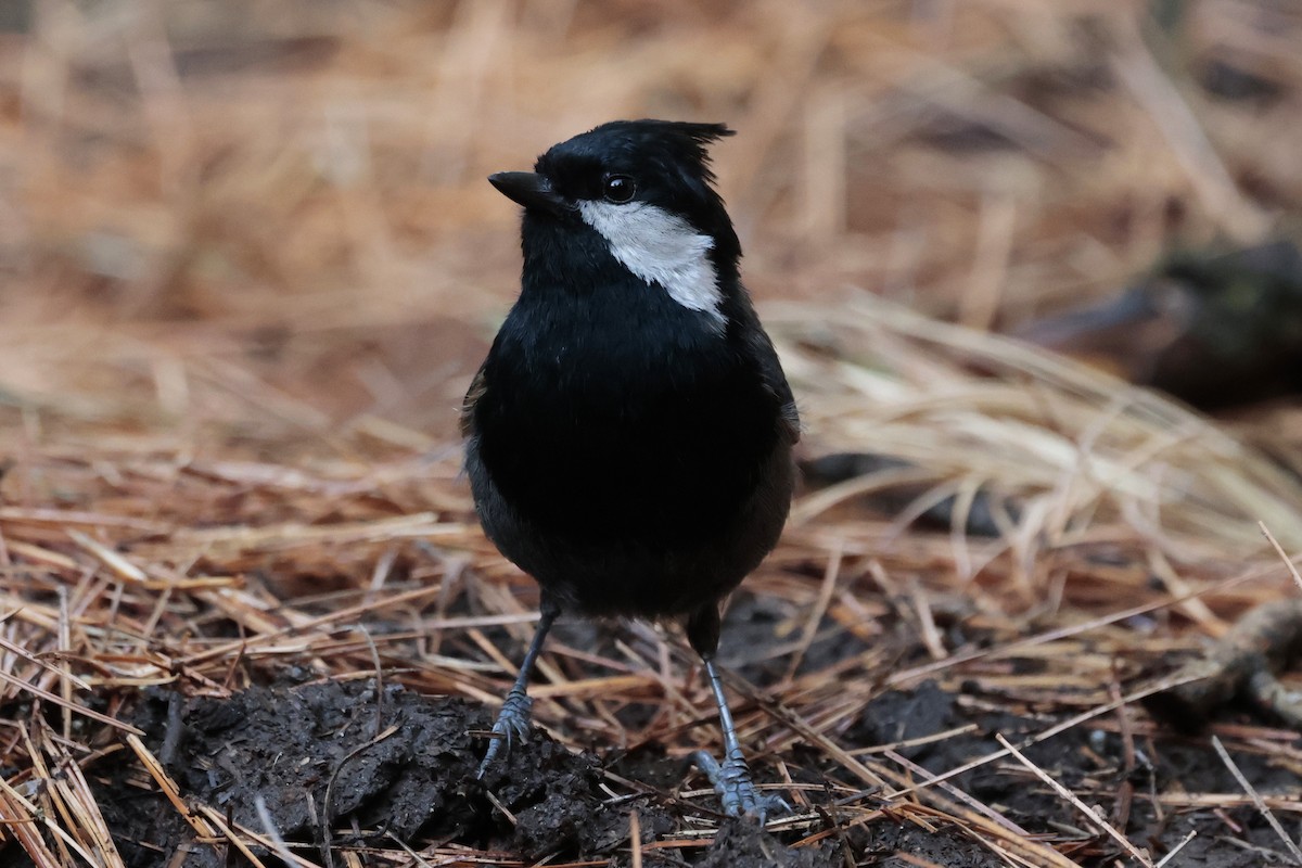 Rufous-naped Tit - ML639078757