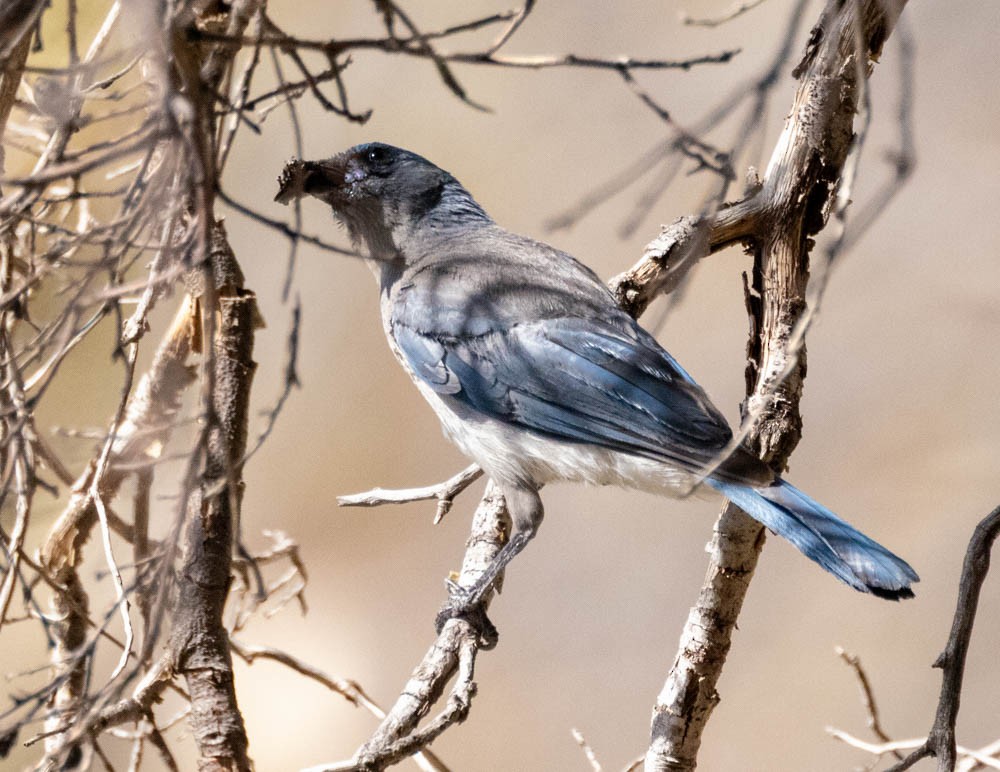 Mexican Jay - ML639078758