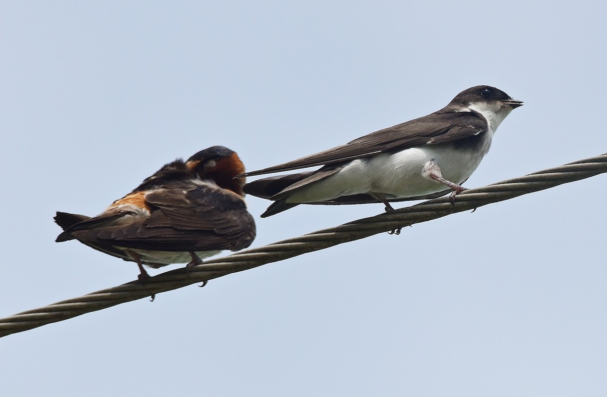 Tree Swallow - ML639078825