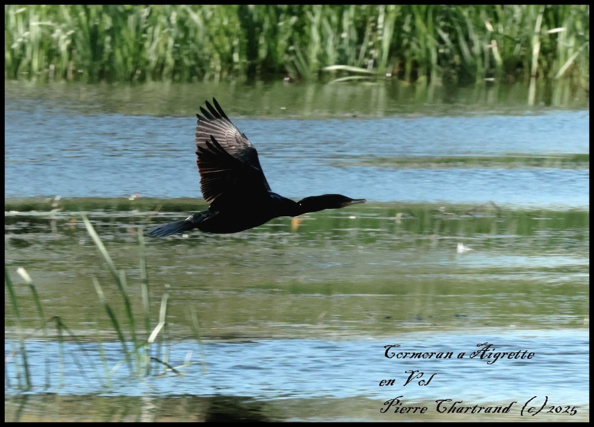 Cormoran à aigrettes - ML639078847