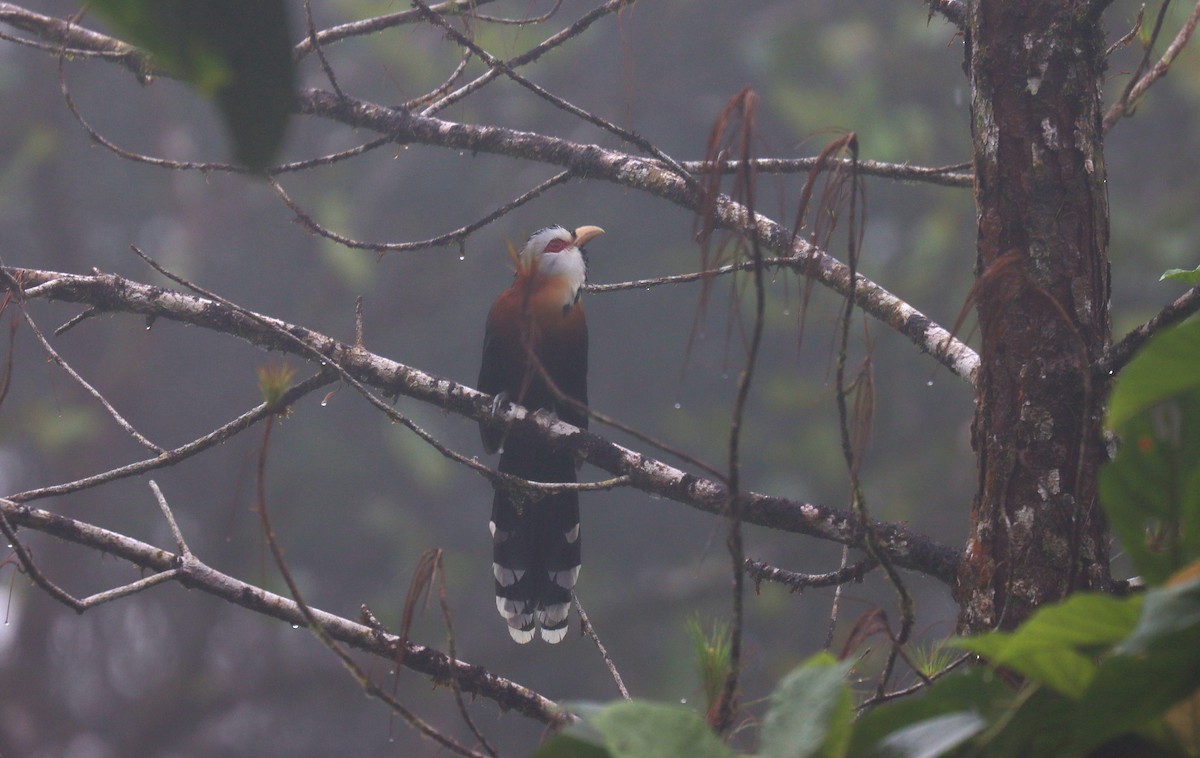 Scale-feathered Malkoha - ML639078848
