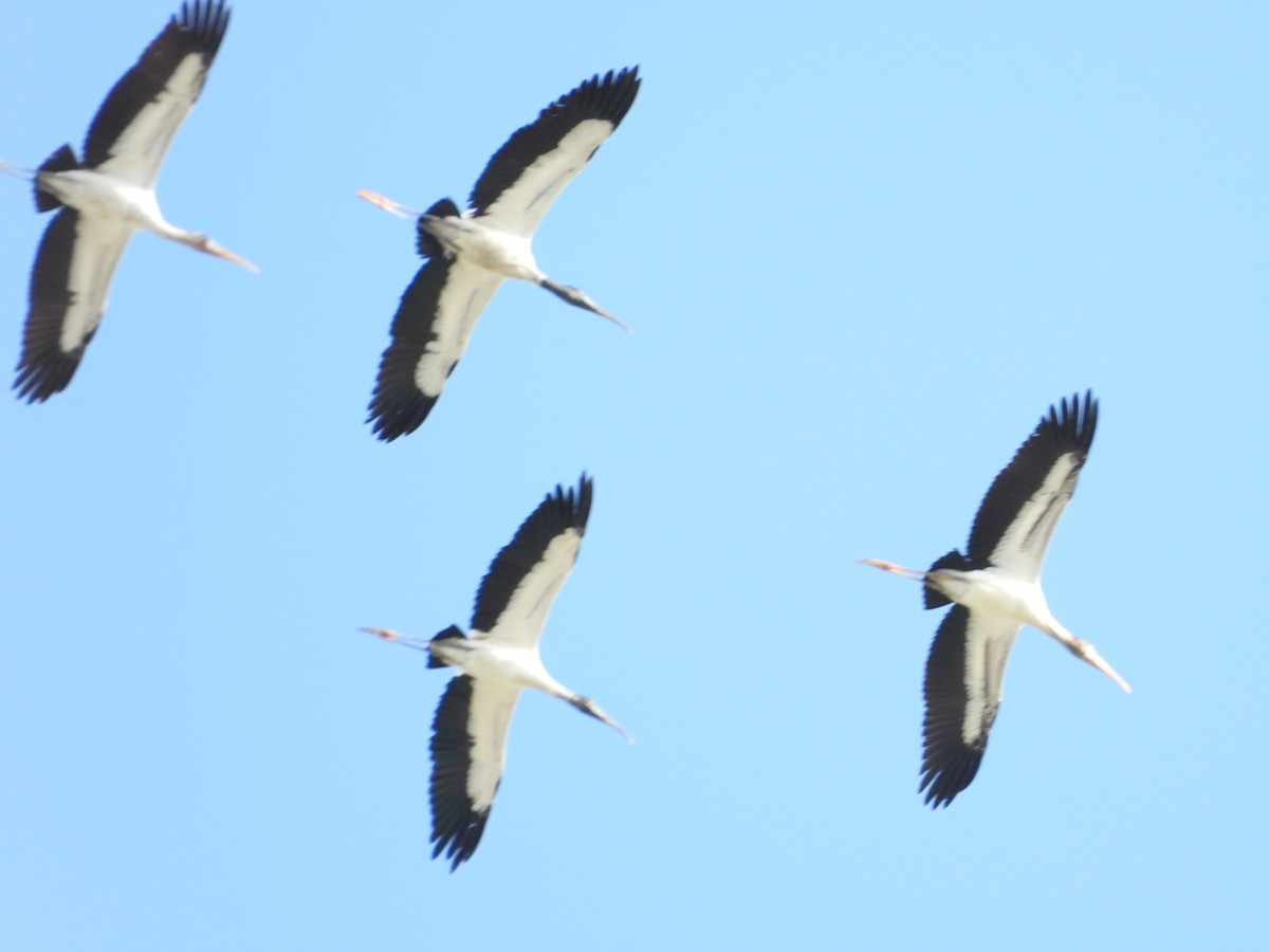 Wood Stork - ML639078897
