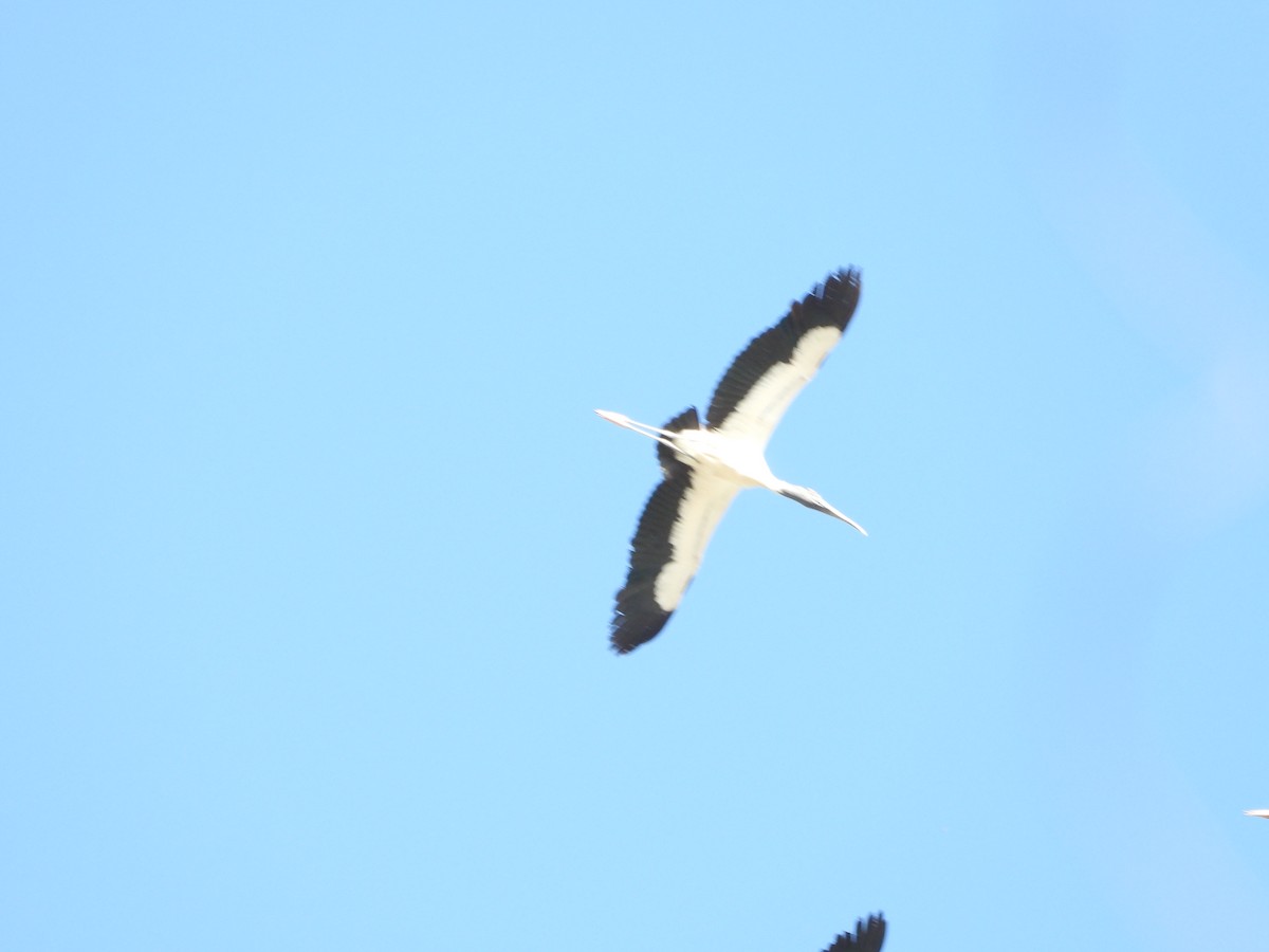Wood Stork - ML639078901