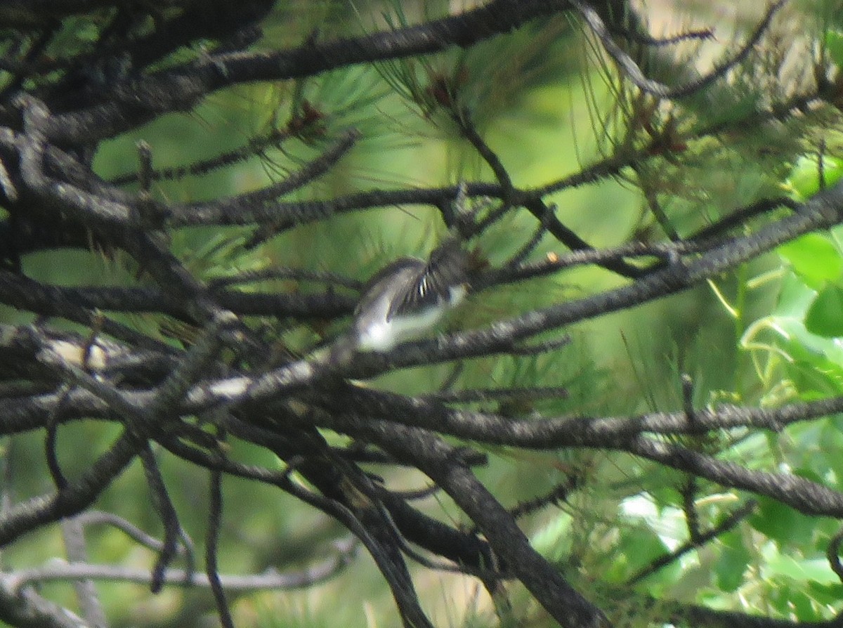 Tree Swallow - ML639078903