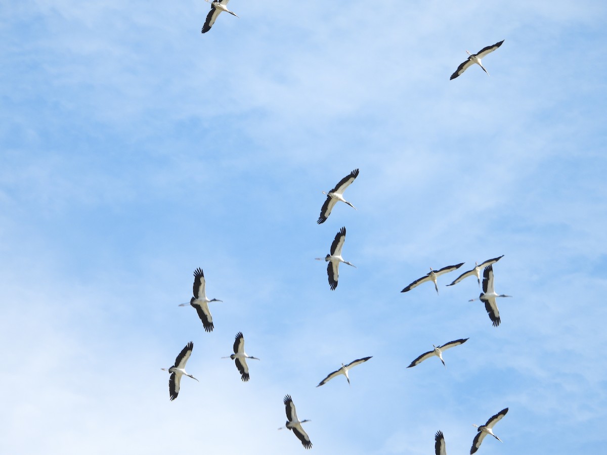 Wood Stork - ML639078912