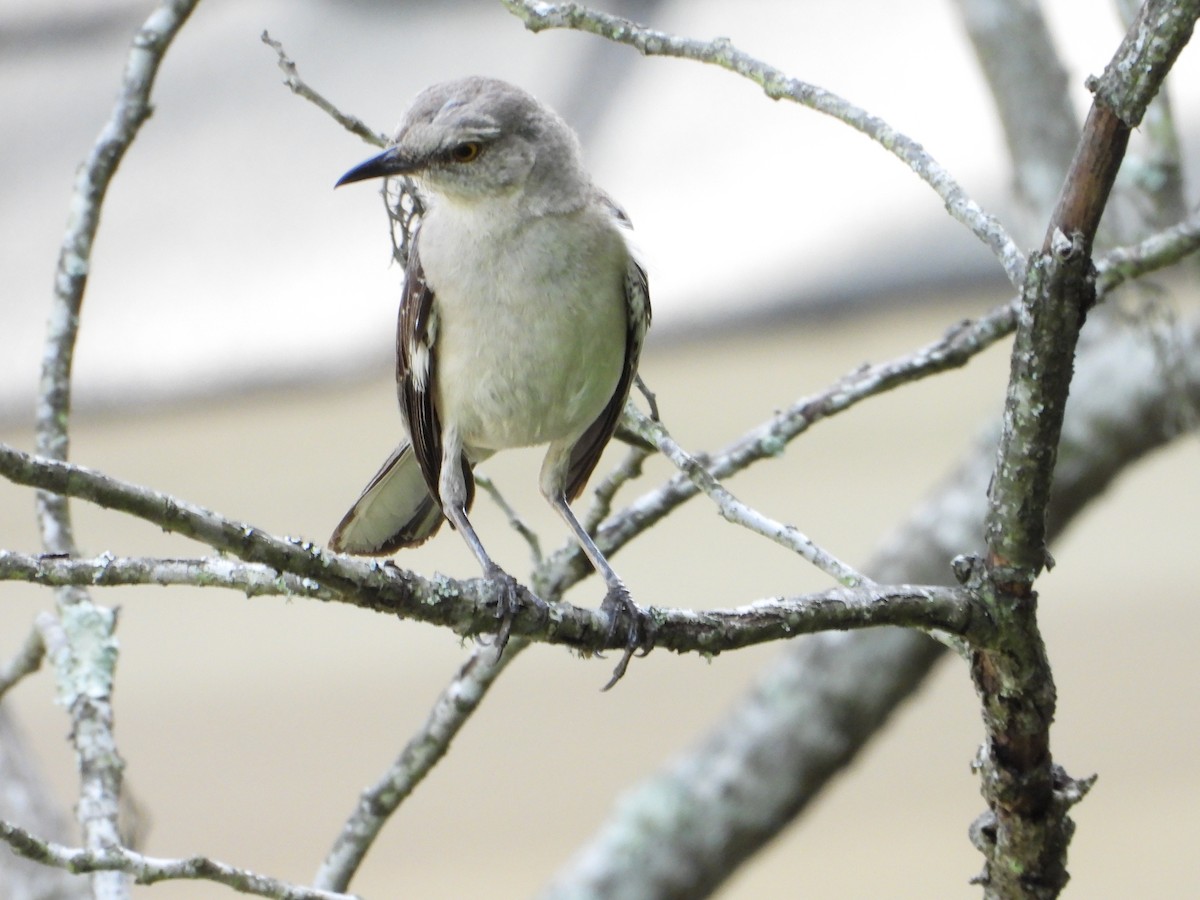 Northern Mockingbird - ML639078923