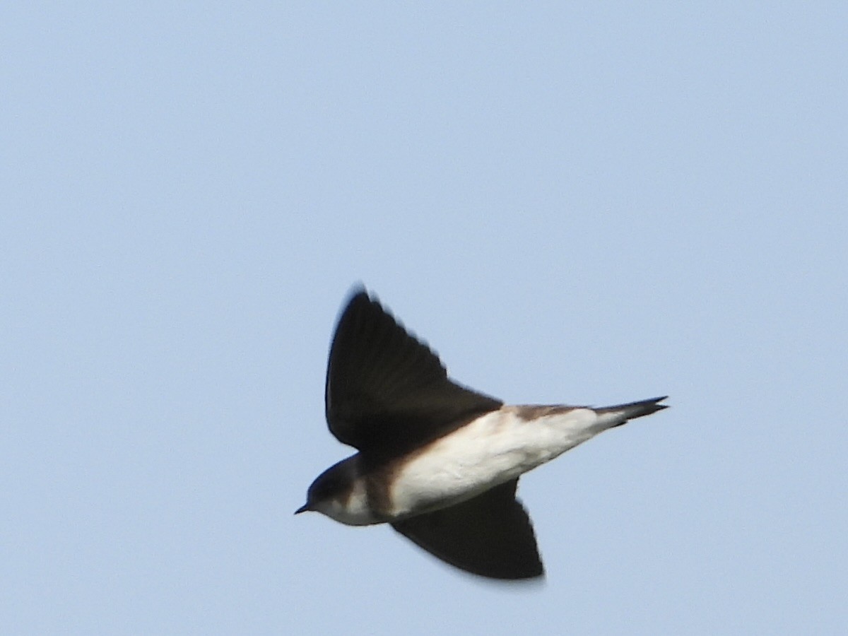 Bank Swallow - ML639078928