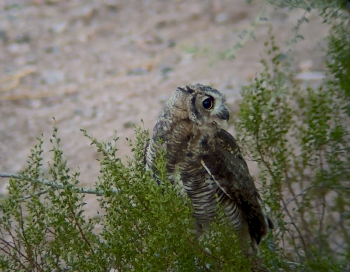 Great Horned Owl - ML639078942