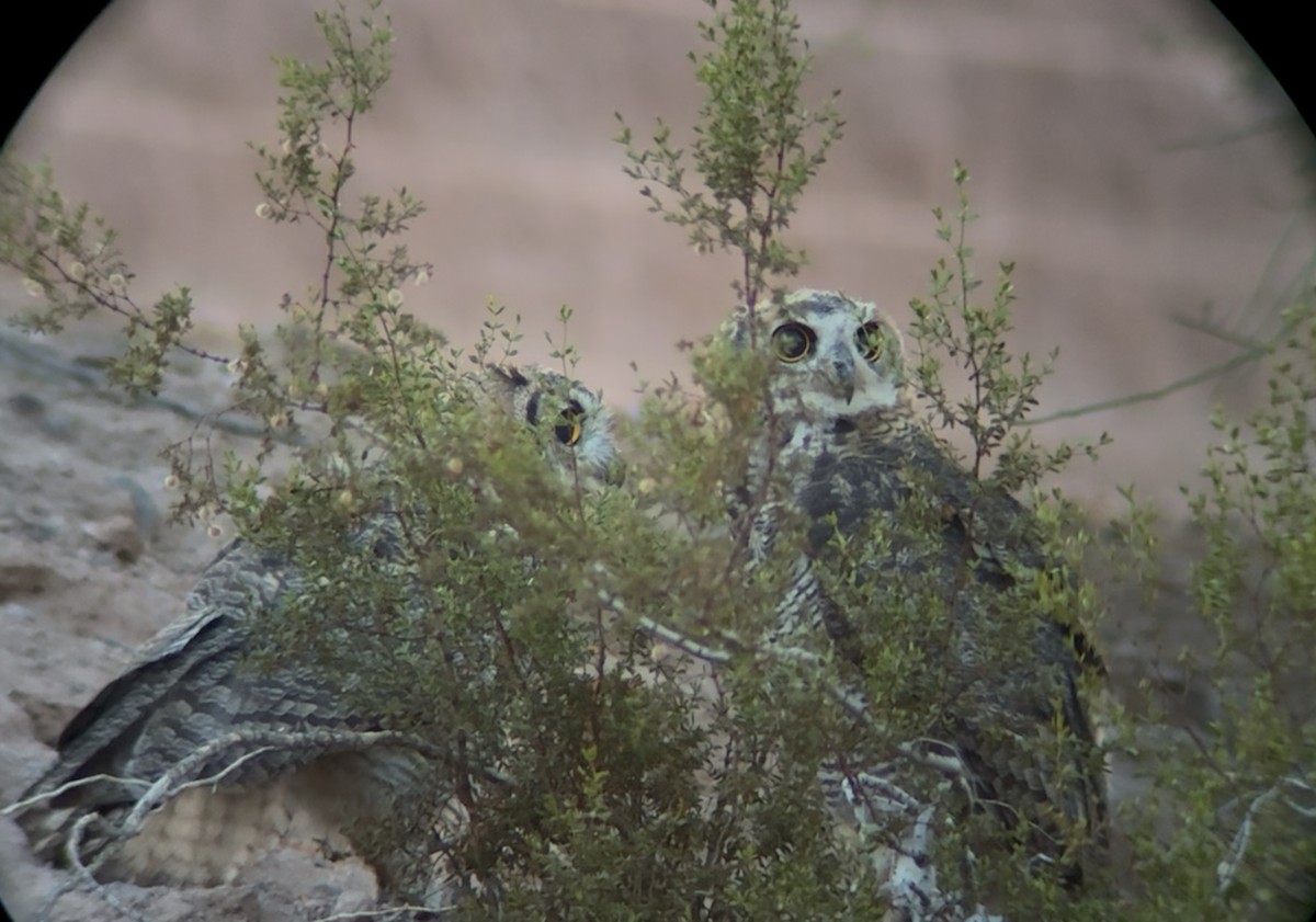 Great Horned Owl - ML639078943