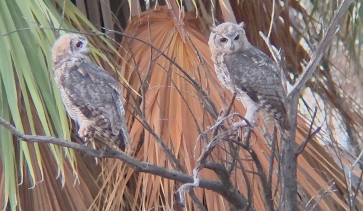 Great Horned Owl - ML639078957