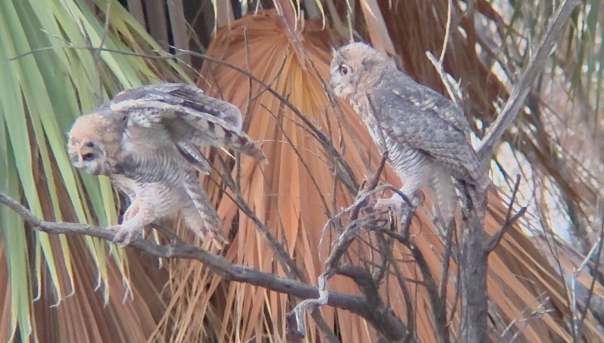 Great Horned Owl - ML639078958