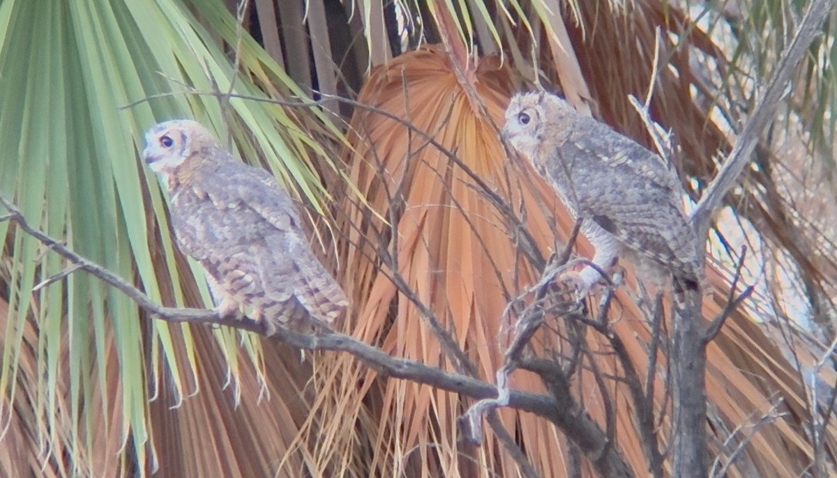 Great Horned Owl - ML639078959
