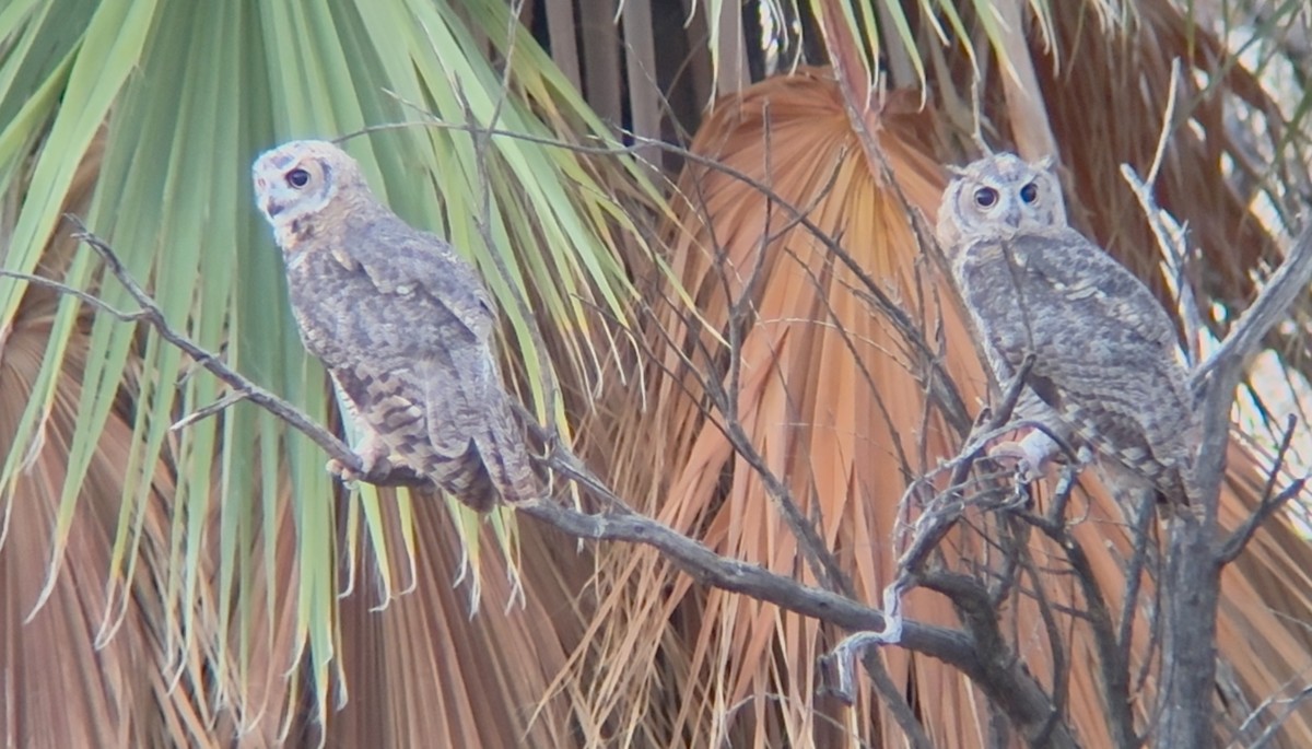 Great Horned Owl - ML639078960