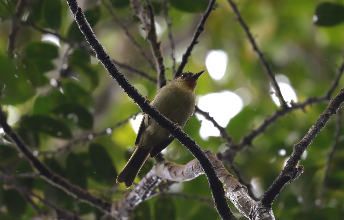 Calabarzon Babbler - ML639078970