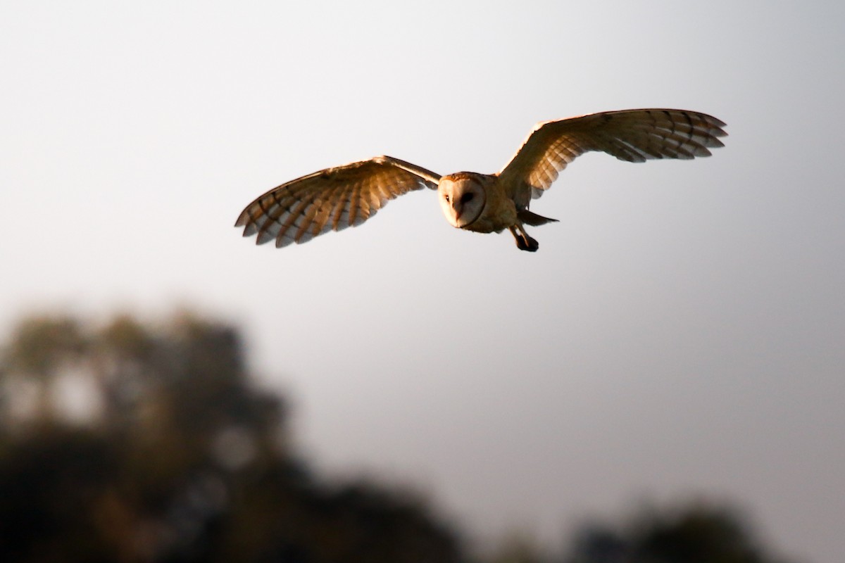 American Barn Owl - ML639078993