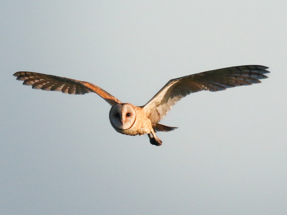 American Barn Owl - ML639078994