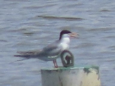 Forster's Tern - ML639078997