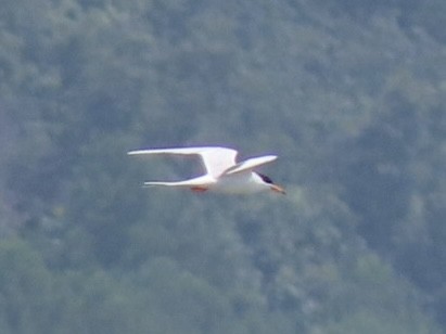 Forster's Tern - ML639079000