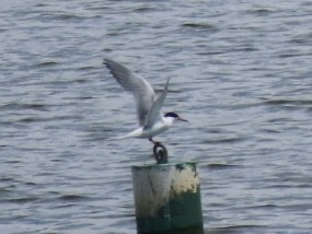 Forster's Tern - ML639079001