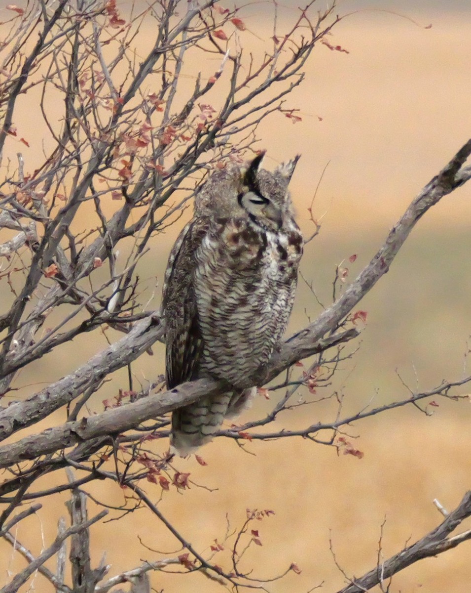 Great Horned Owl - ML639079010