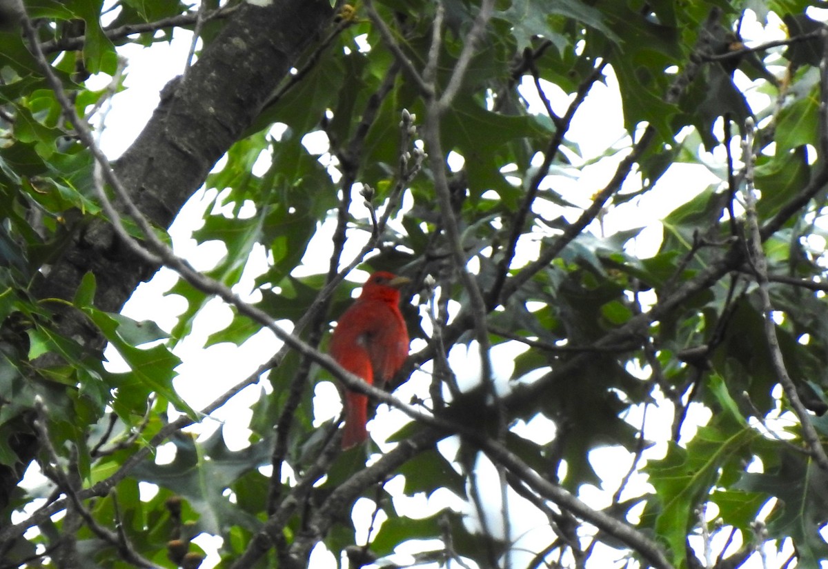 Summer Tanager - ML639079061
