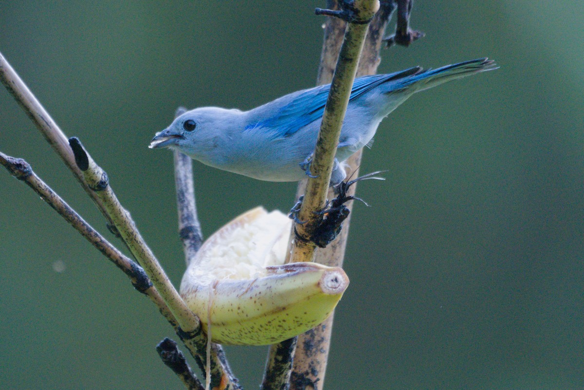 Blue-gray Tanager - ML639079084
