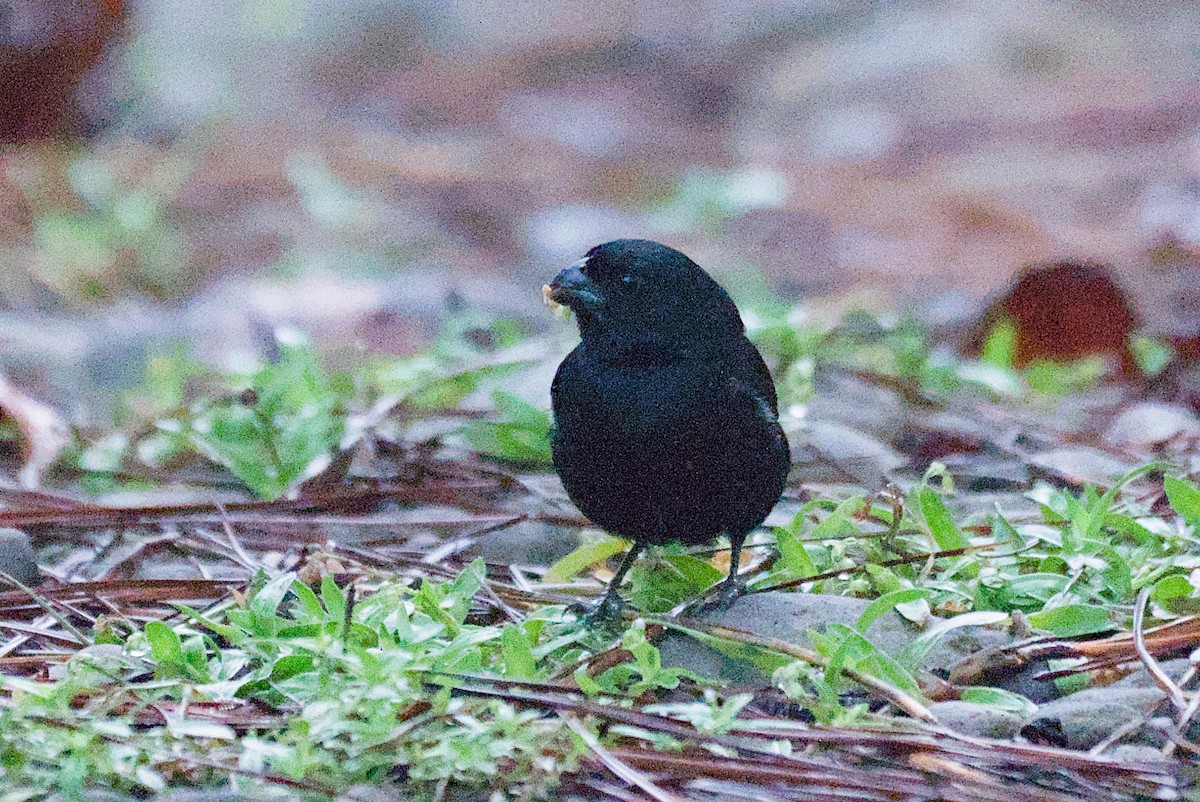 Variable Seedeater - ML639079127