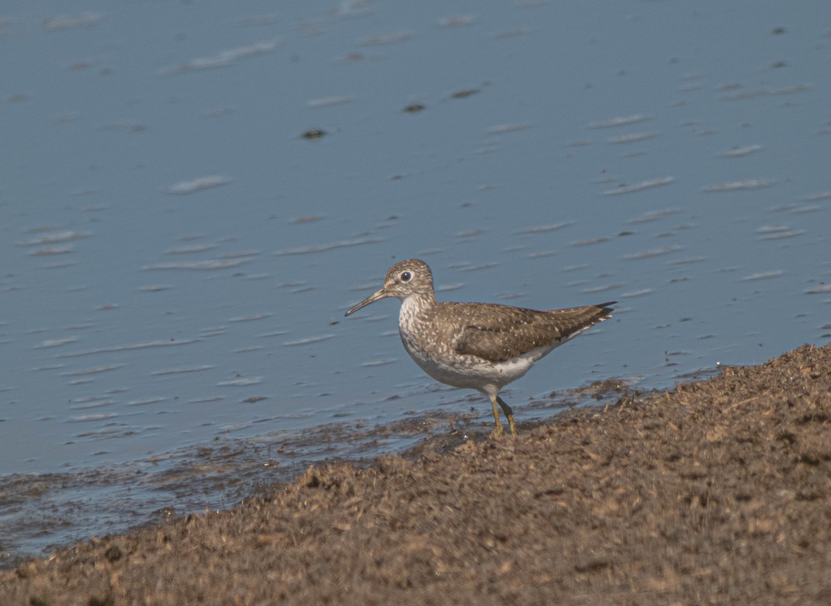 Solitary Sandpiper - ML639079137
