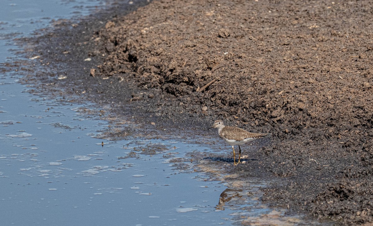 Solitary Sandpiper - ML639079138