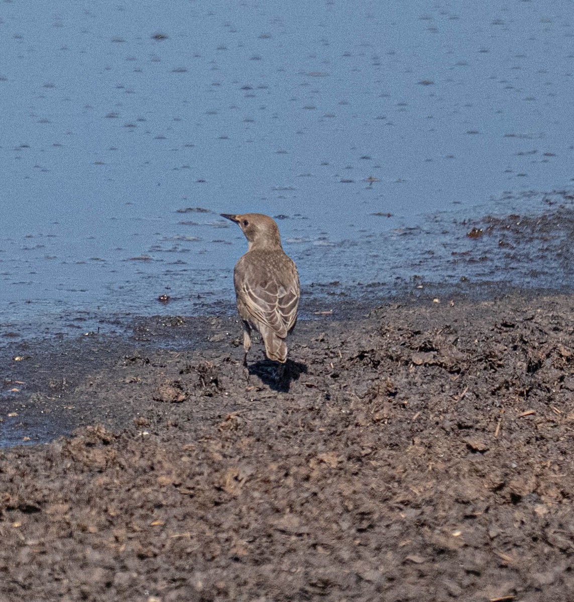 European Starling - ML639079161