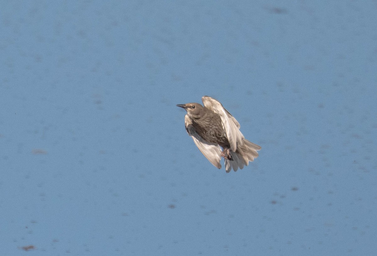 European Starling - ML639079162