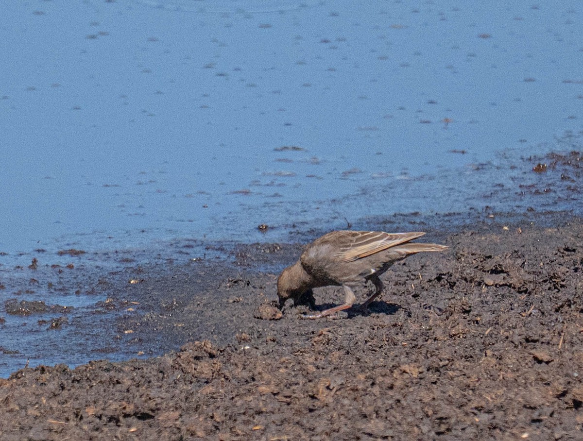 European Starling - ML639079164