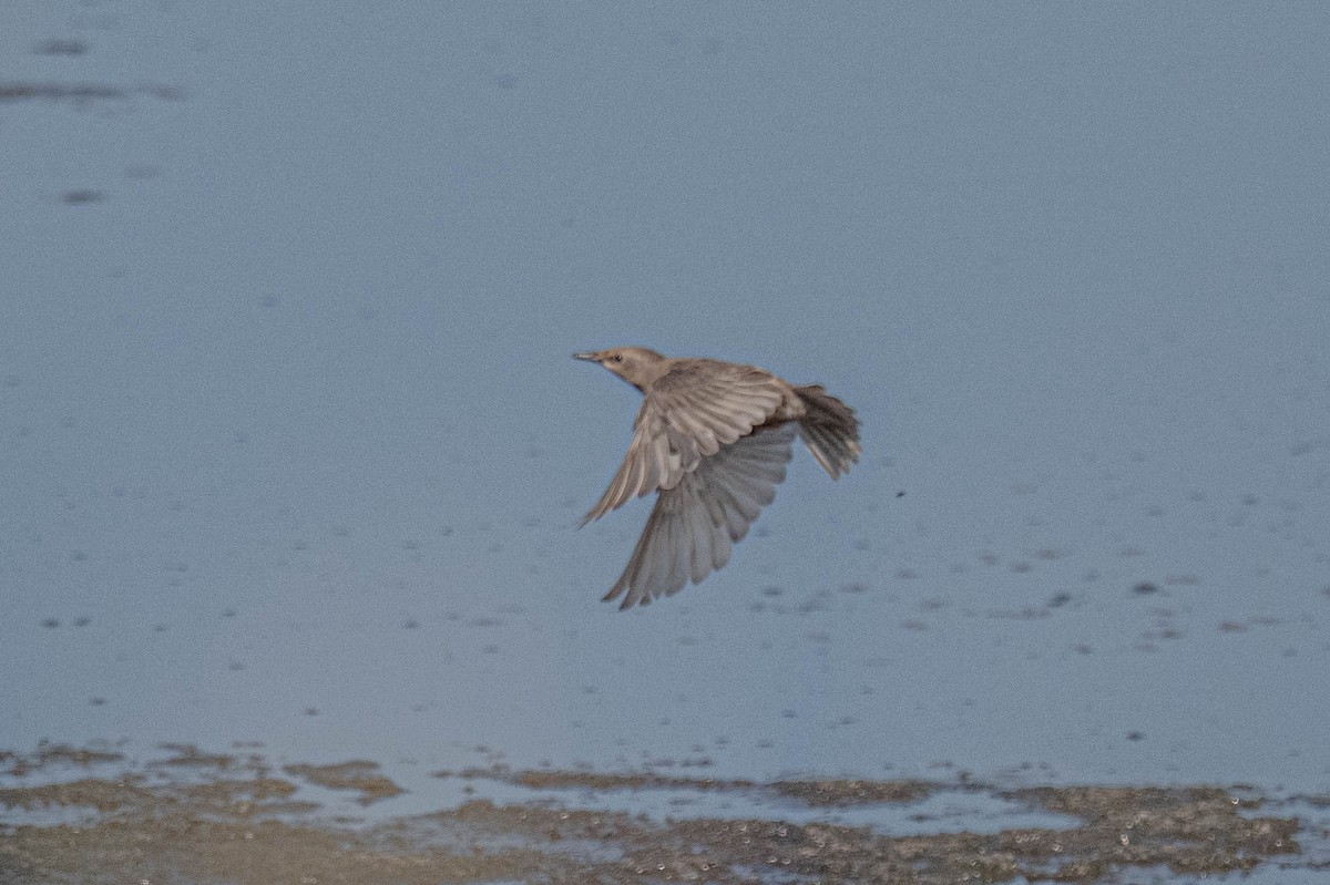 European Starling - ML639079165