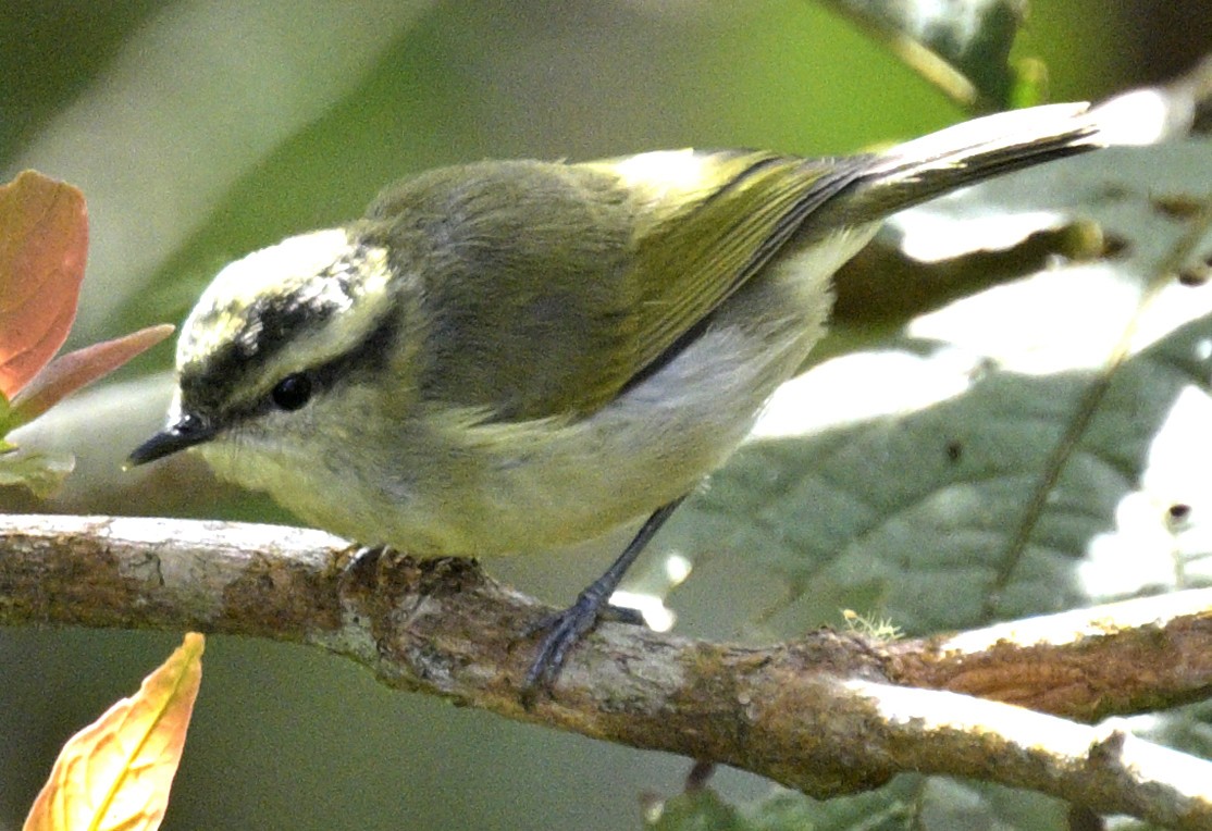 Mountain Leaf Warbler - ML639079190